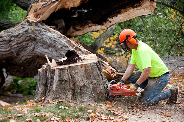 Why Choose Our Tree Removal Services in Double Oak, TX?