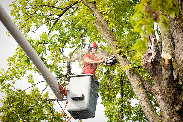 Best Root Management and Removal  in Double Oak, TX